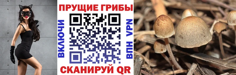 Псилоцибиновые грибы Cubensis  Севастополь 
